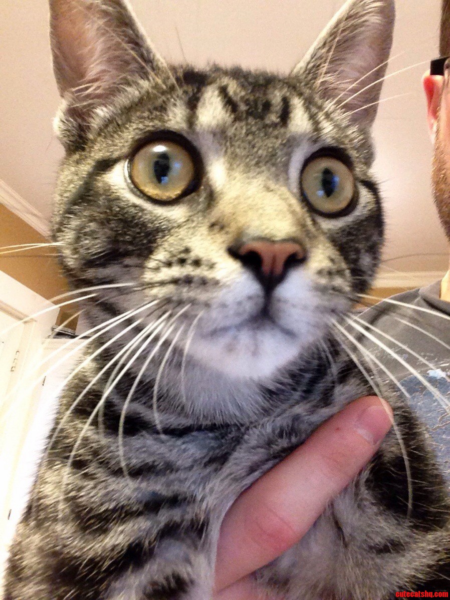 Can Someone Tell Me What Kind If Cat This Is