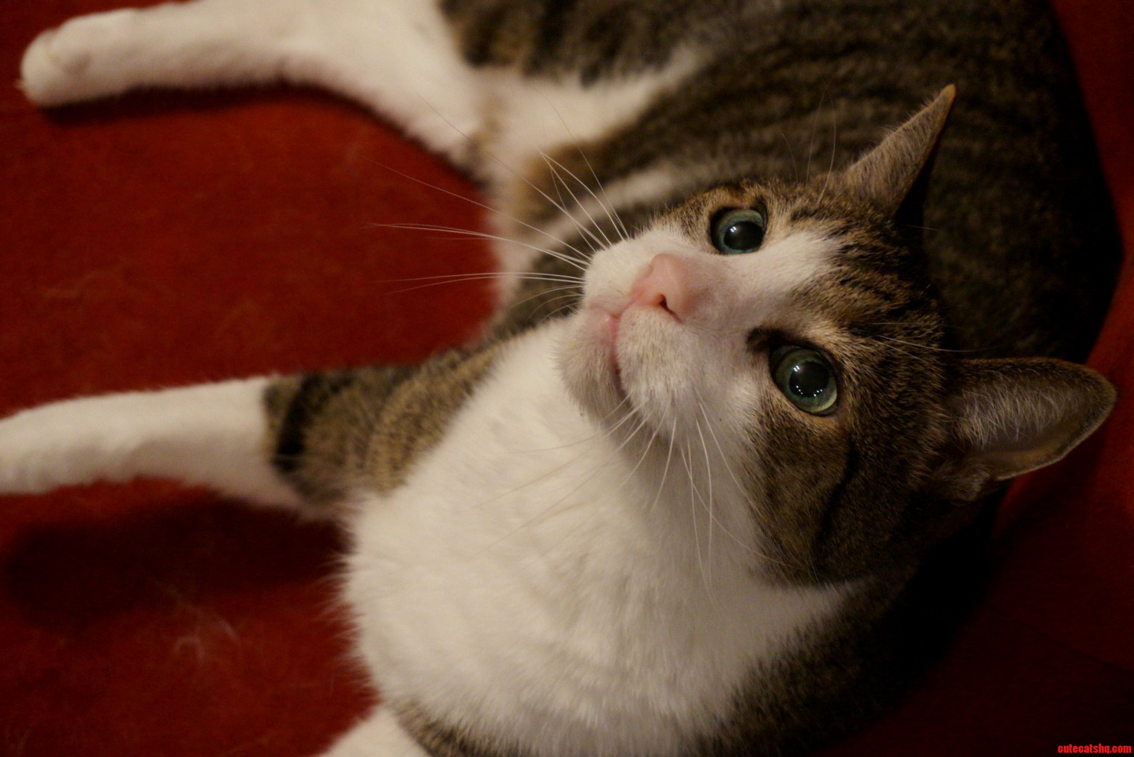Capone the Cat Loves to Get His Picture Taken