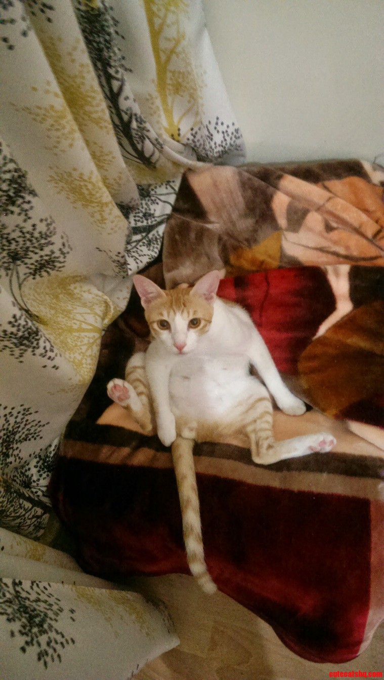 Cass in All His Glory
