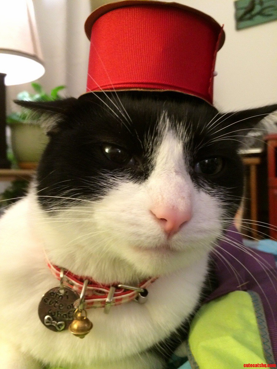 Cat in the Hat.