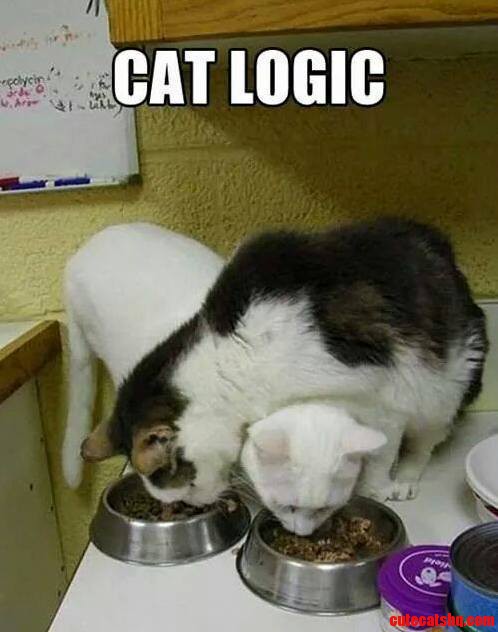 Cat Logic
