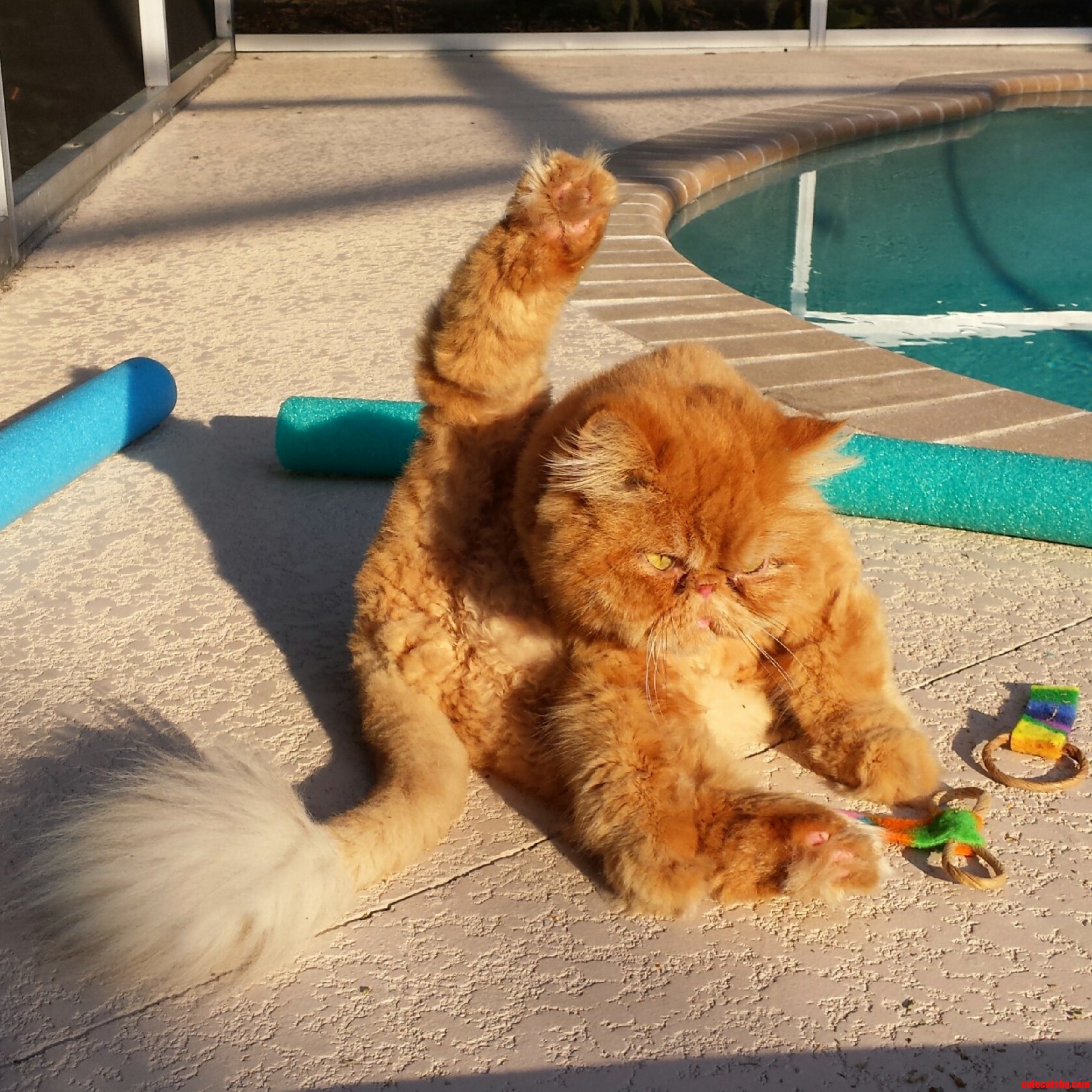 Cat Yoga