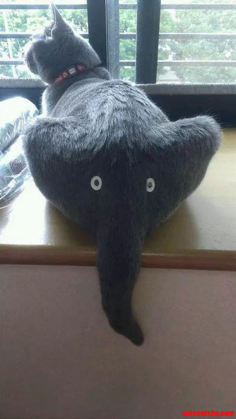 Catephant