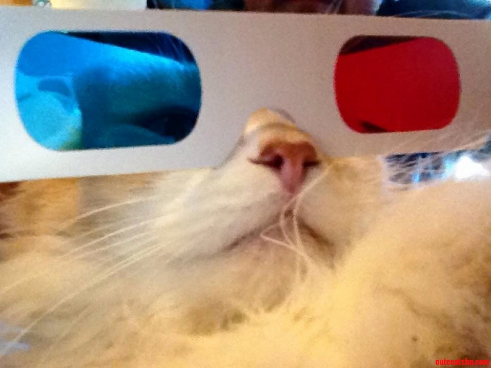 Cats Now in 3d