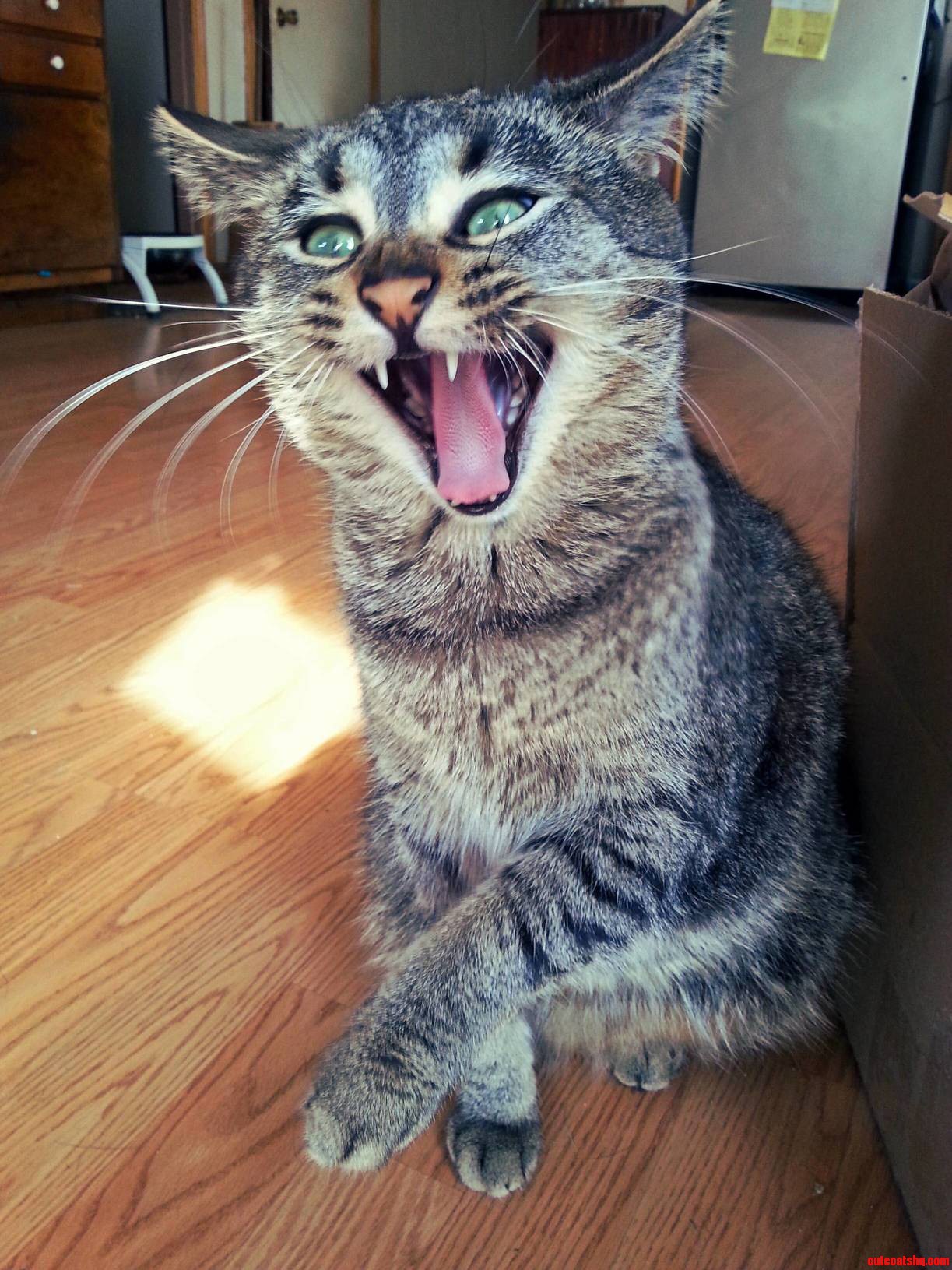 Caught Her Mid Yawn. the Result Was Hilarious.