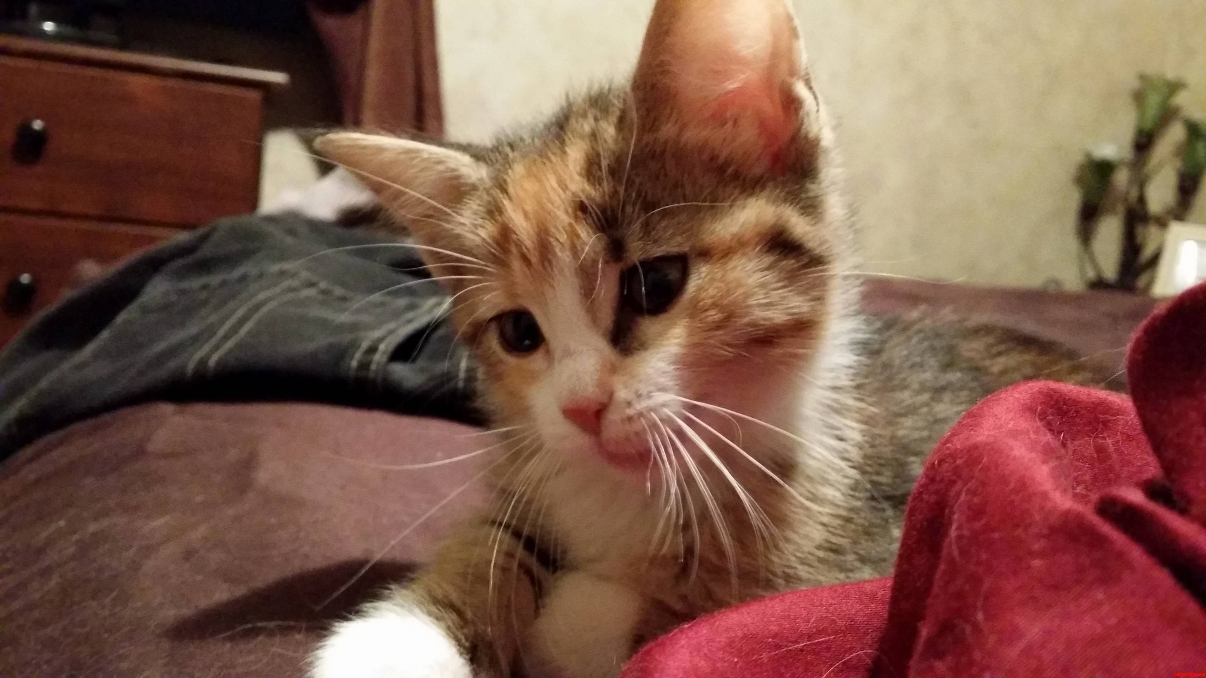 Caught This Right Before She Yawned. Looks Like a Mona Lisa Smile