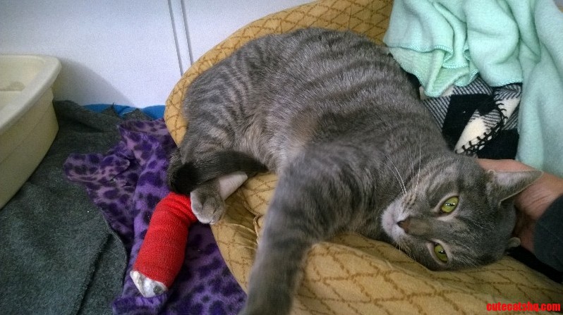 Charlie Broke His Leg Yesterday