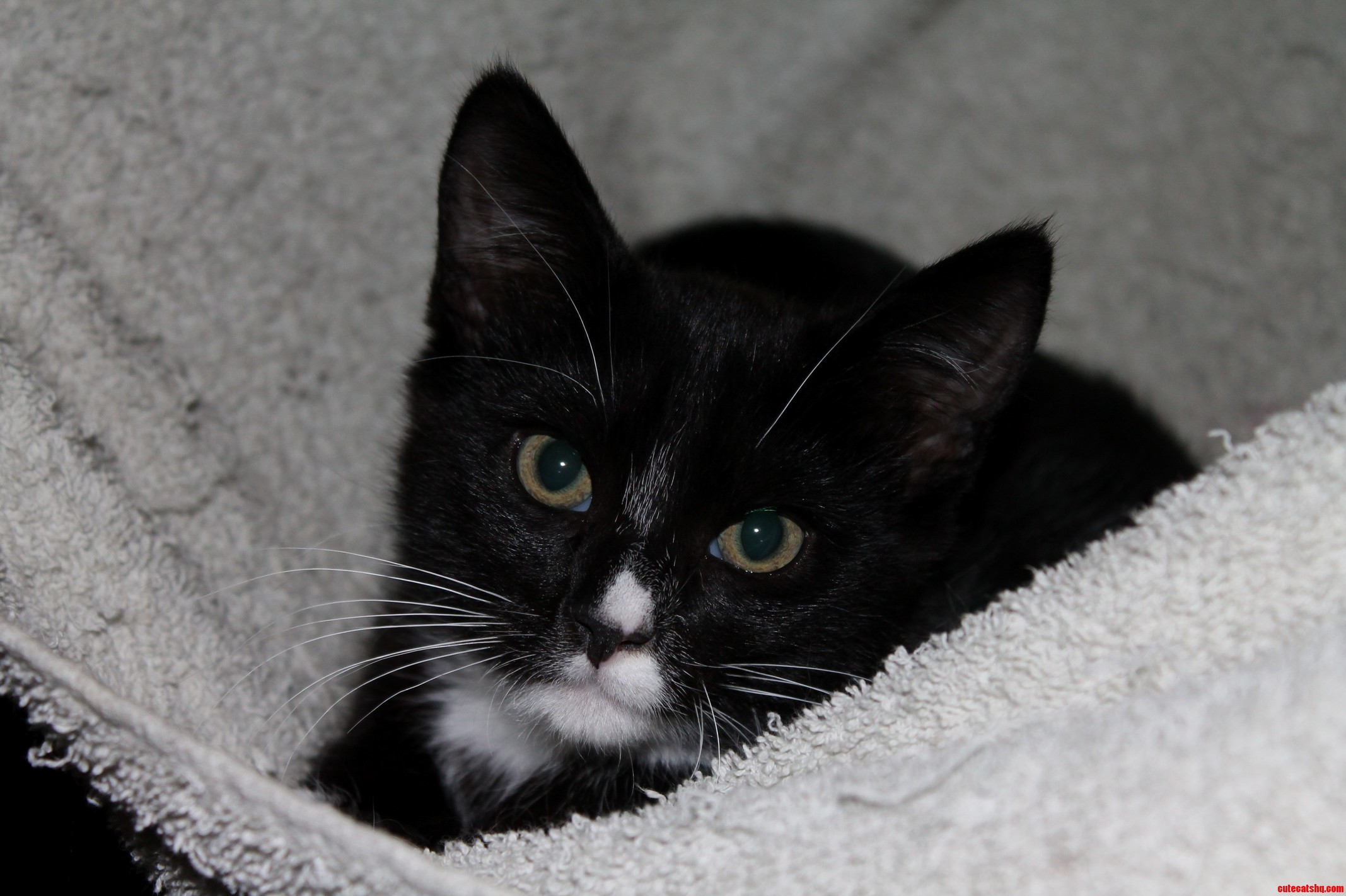 Charlie Chaplain Our New Foster Feral. He Is Coming Around Nicely