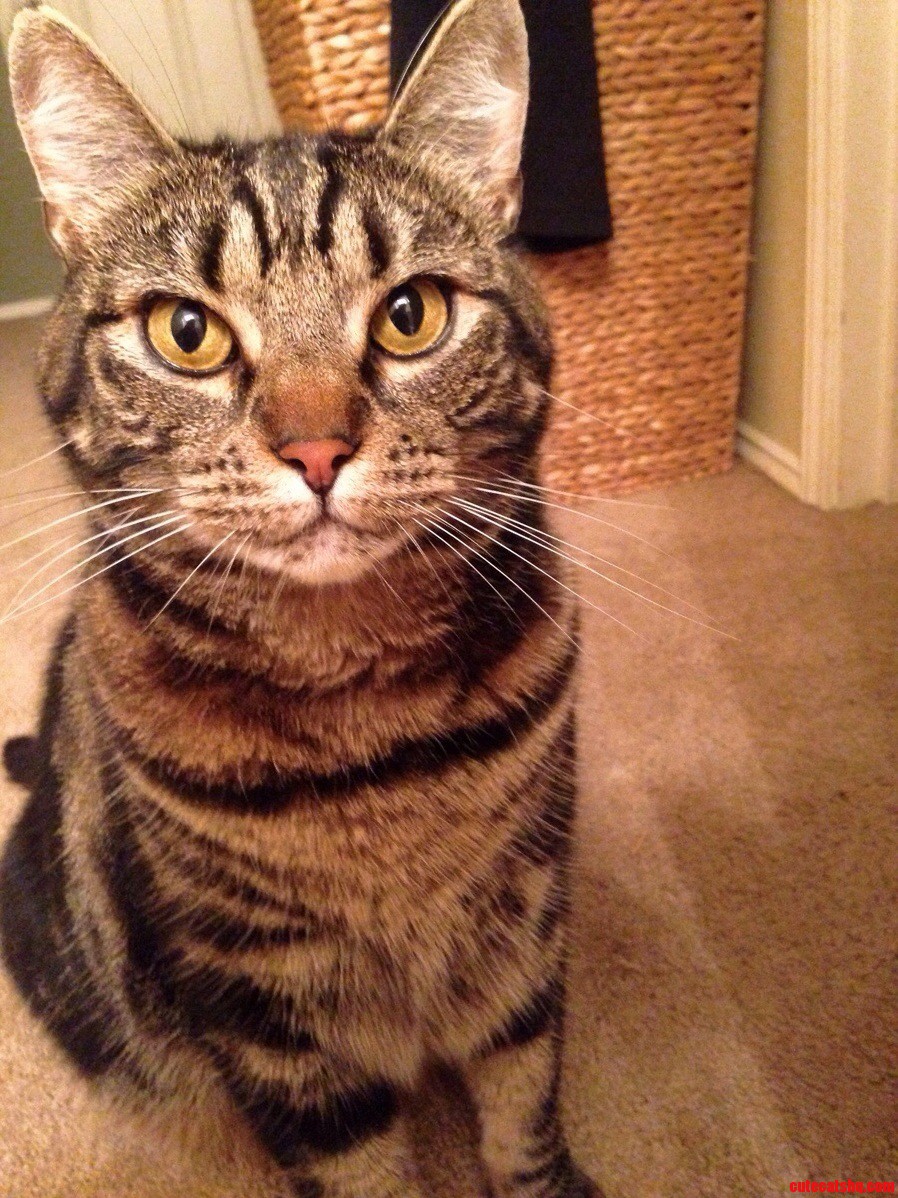 Chewy Knows Hes Handsome