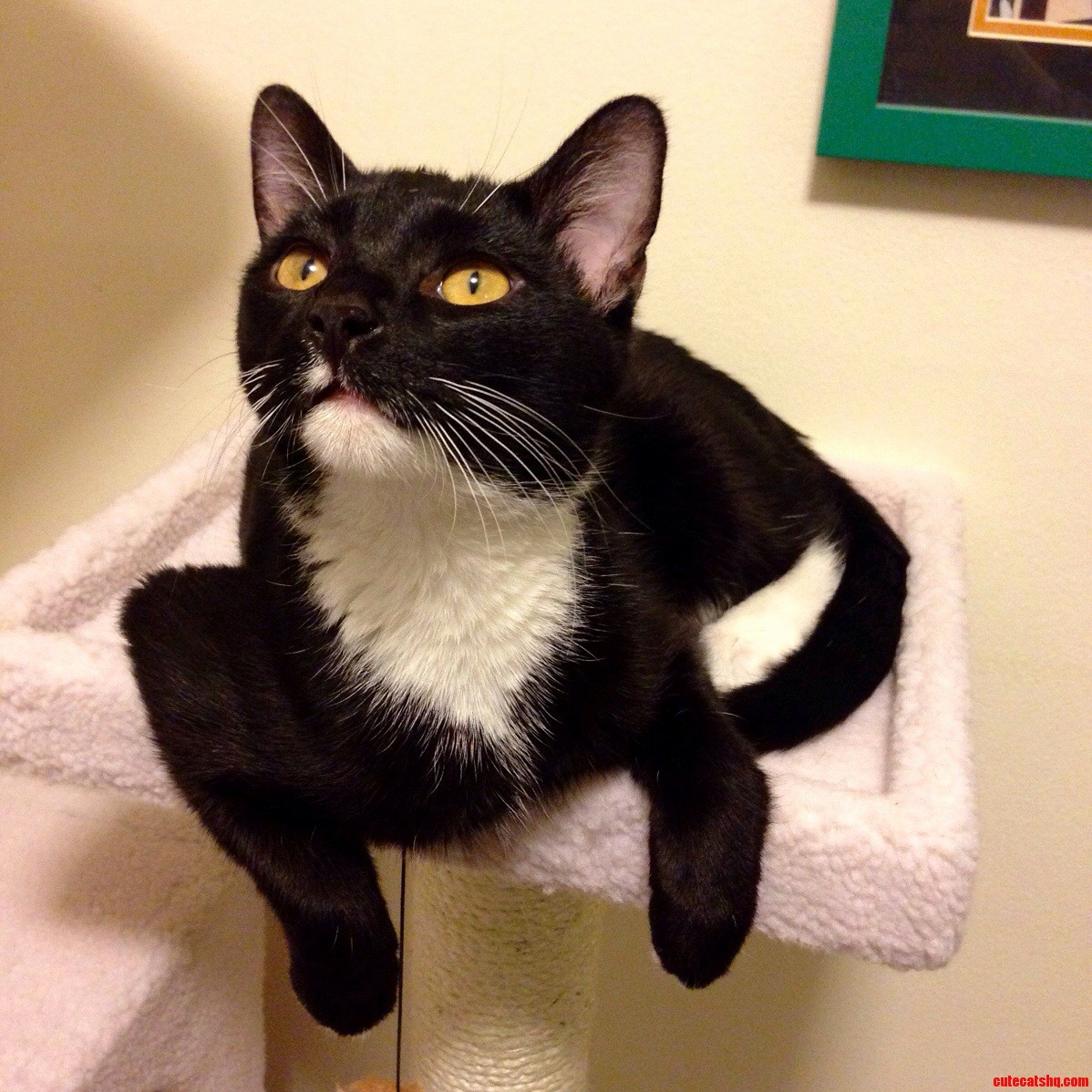 Crowley the Cat.