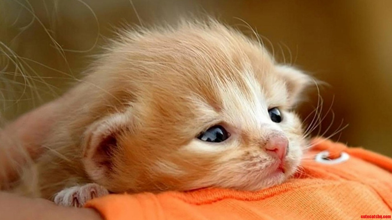 Cute Cat Waiting for You