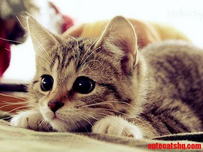 Cute Kitten