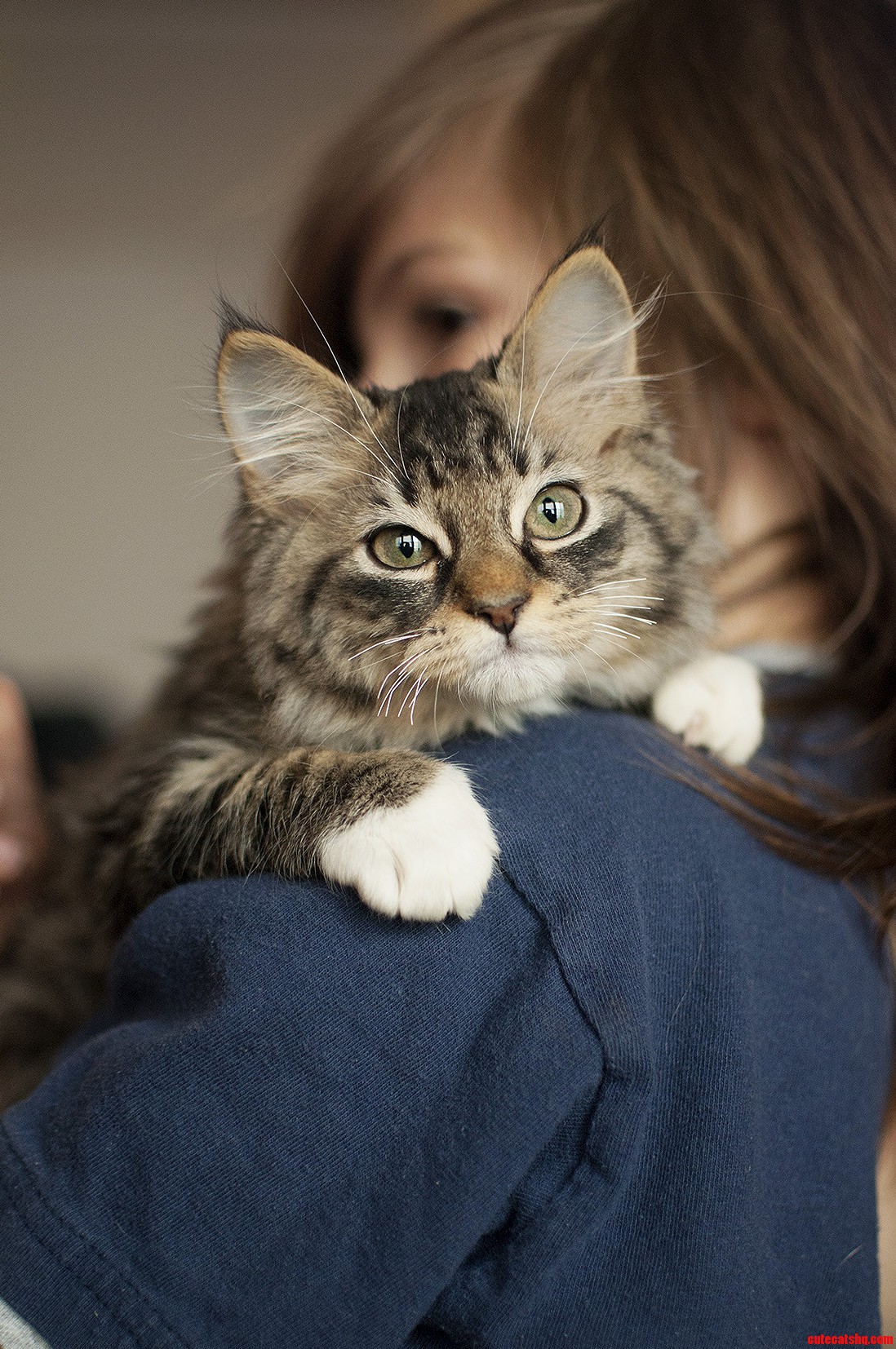 Cute Maine Coon Kitten
