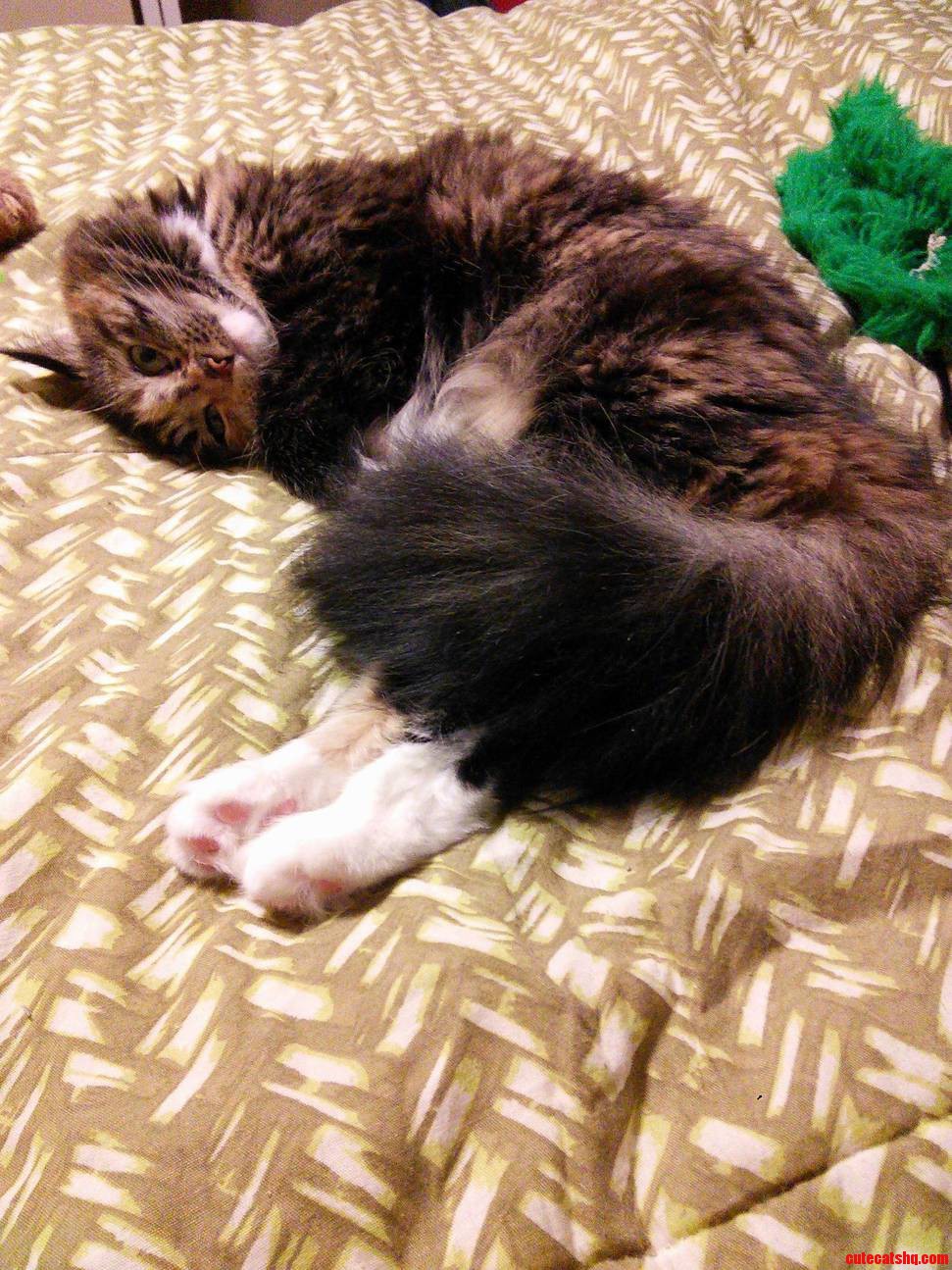 Dat Tail