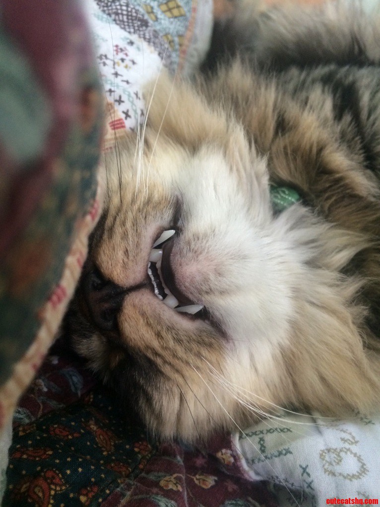 Dem Fangs