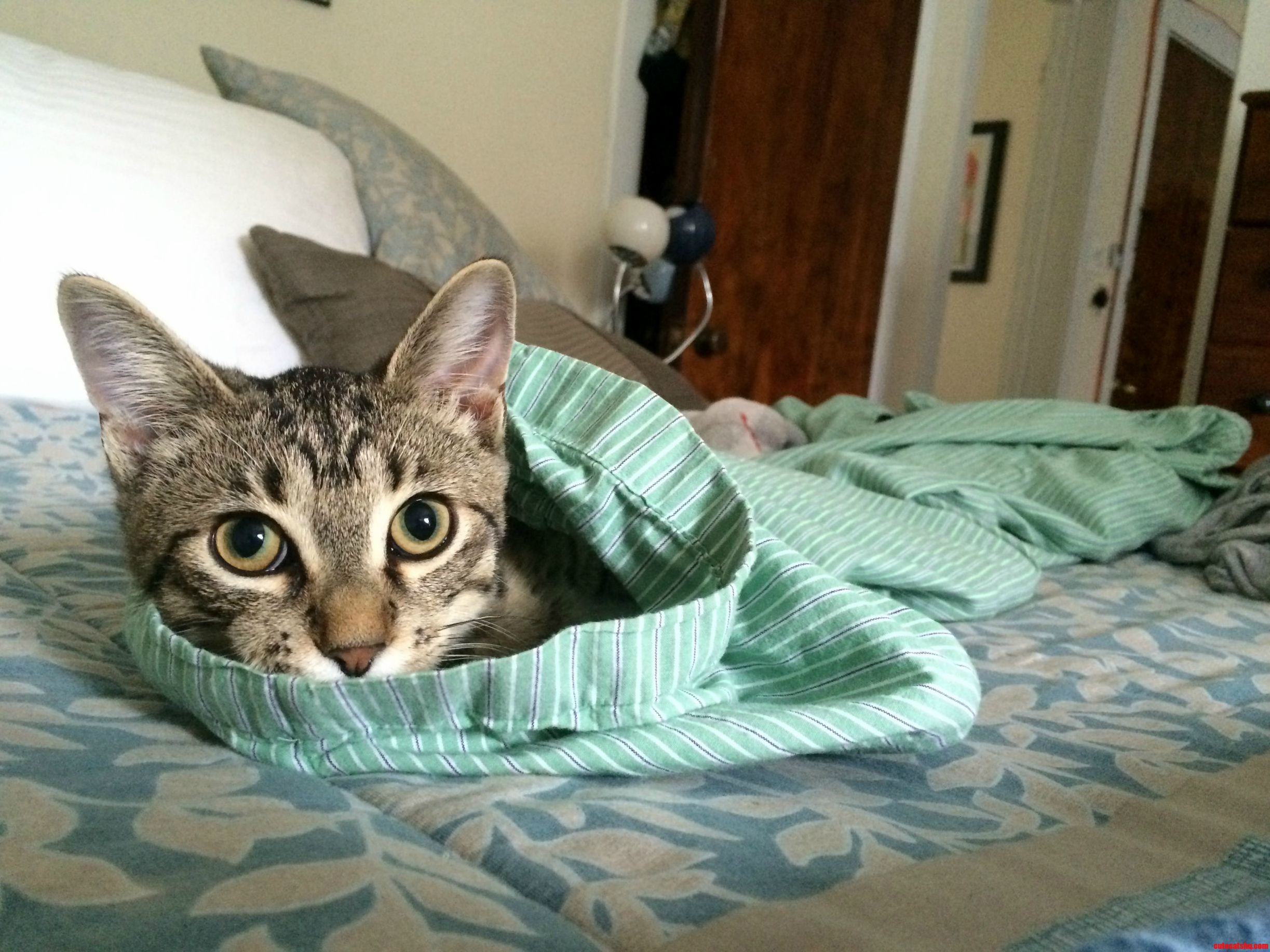 Did You Need These Pants