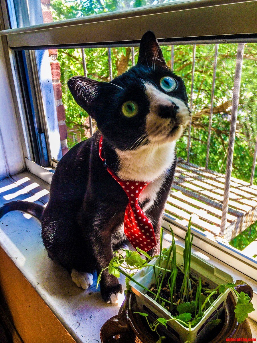 Does a Cat Wear a Necktie