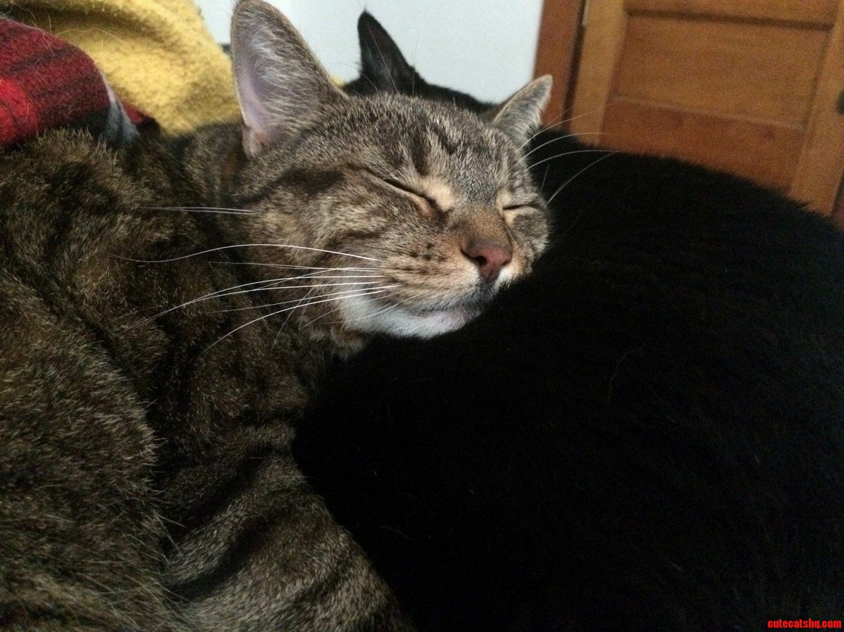Does It Get More Comfy Than a Pillow Made Out of an Amelia