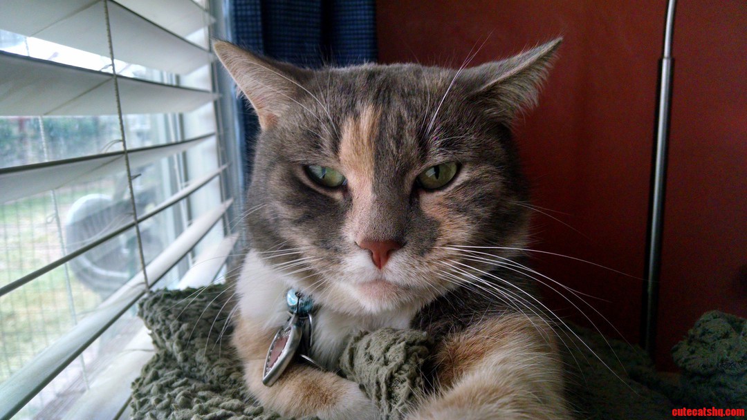 Dog Jumped on the Couch and Woke Her from Her Nap. Shes Had This Face for 10 Minutes Now.