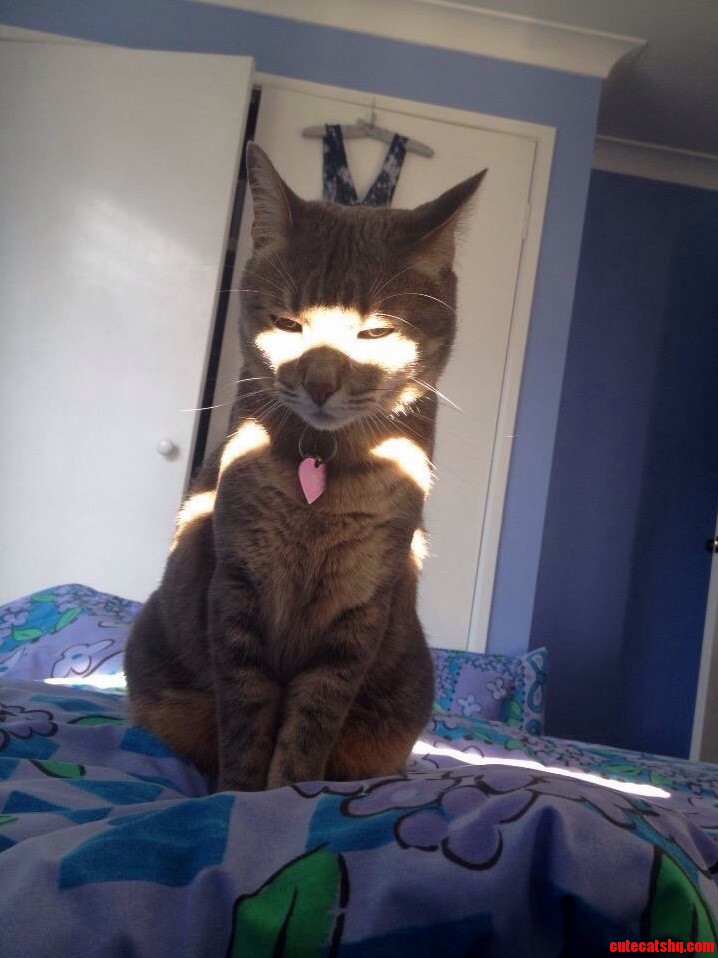 Enjoying a Sunbeam