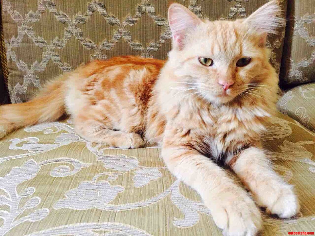 Everyone Meet Simba Our New Karma Generator