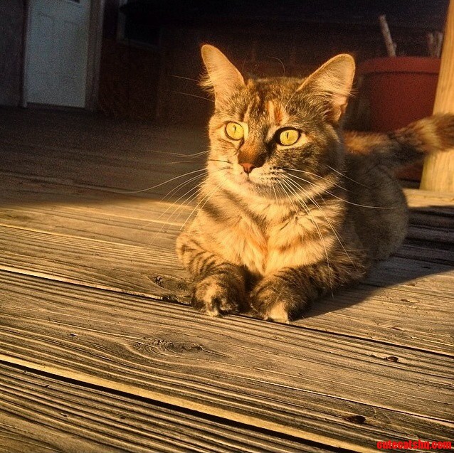 Everyone Meet My Cat