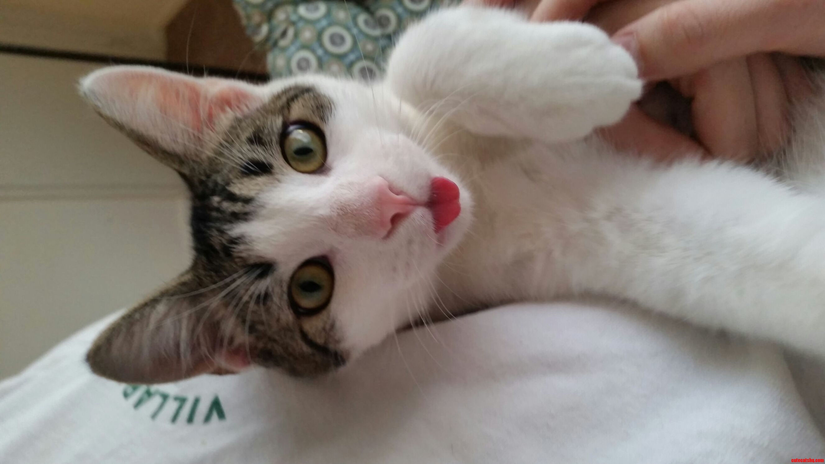 Finally Caught Ace in a Blep