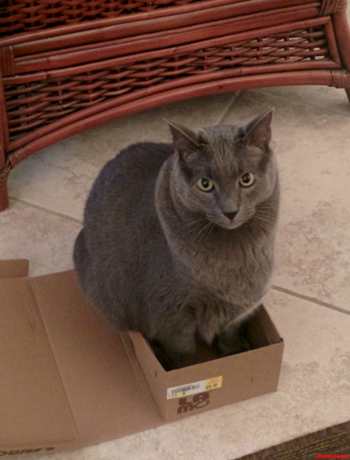 Forget Circles Old School Cat Traps Still Work