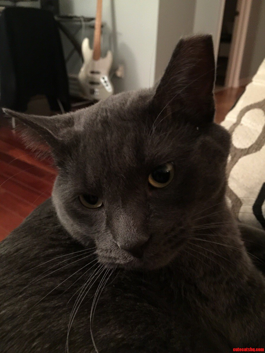Gary Our Russian Blue Mix