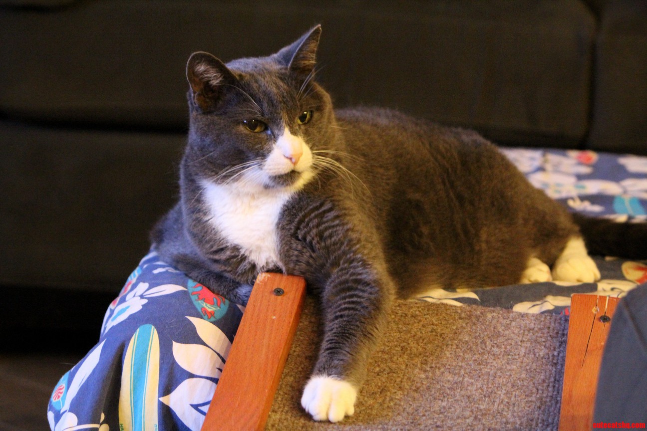 Gatekeeper of Couch Cat Ramp