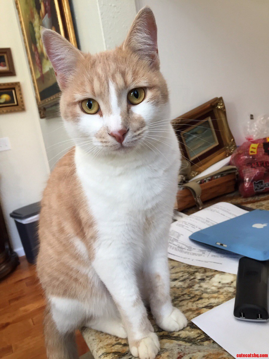Ginger Is the Friendliest Cat We Ve Ever Had.