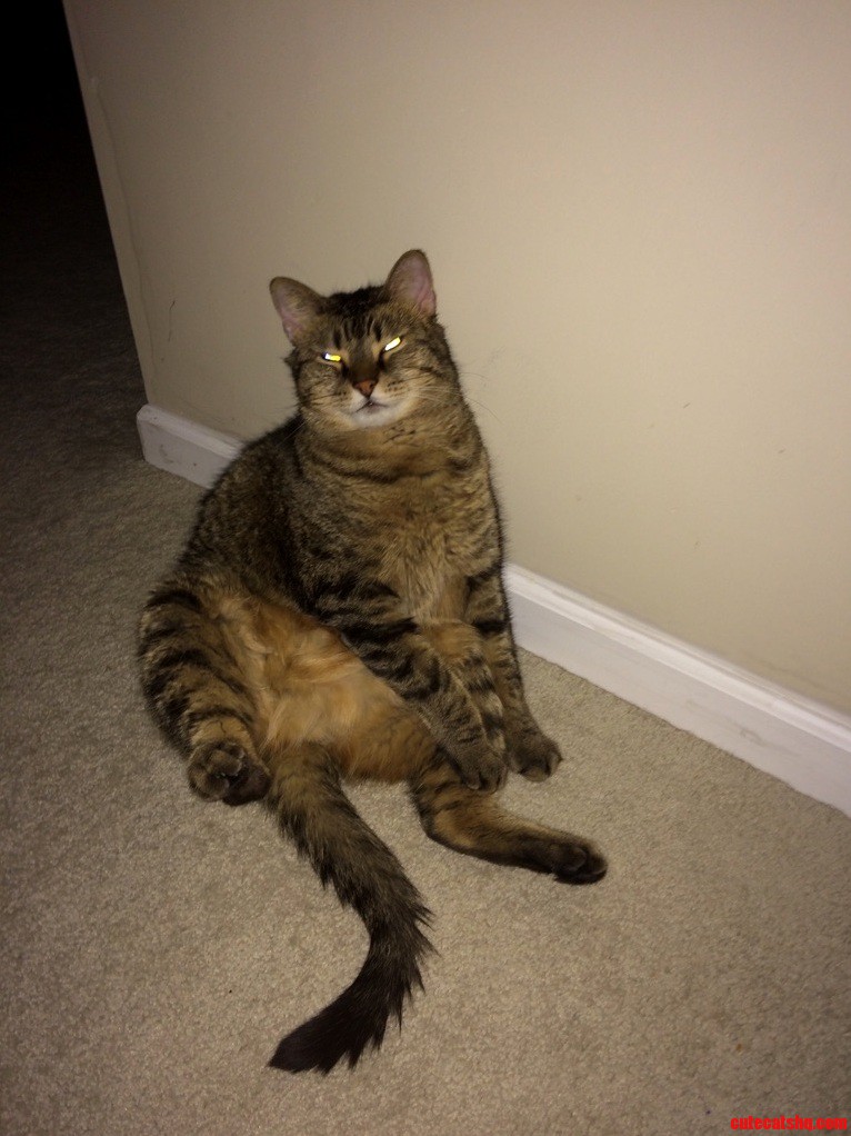Give Me the Damn Catnip