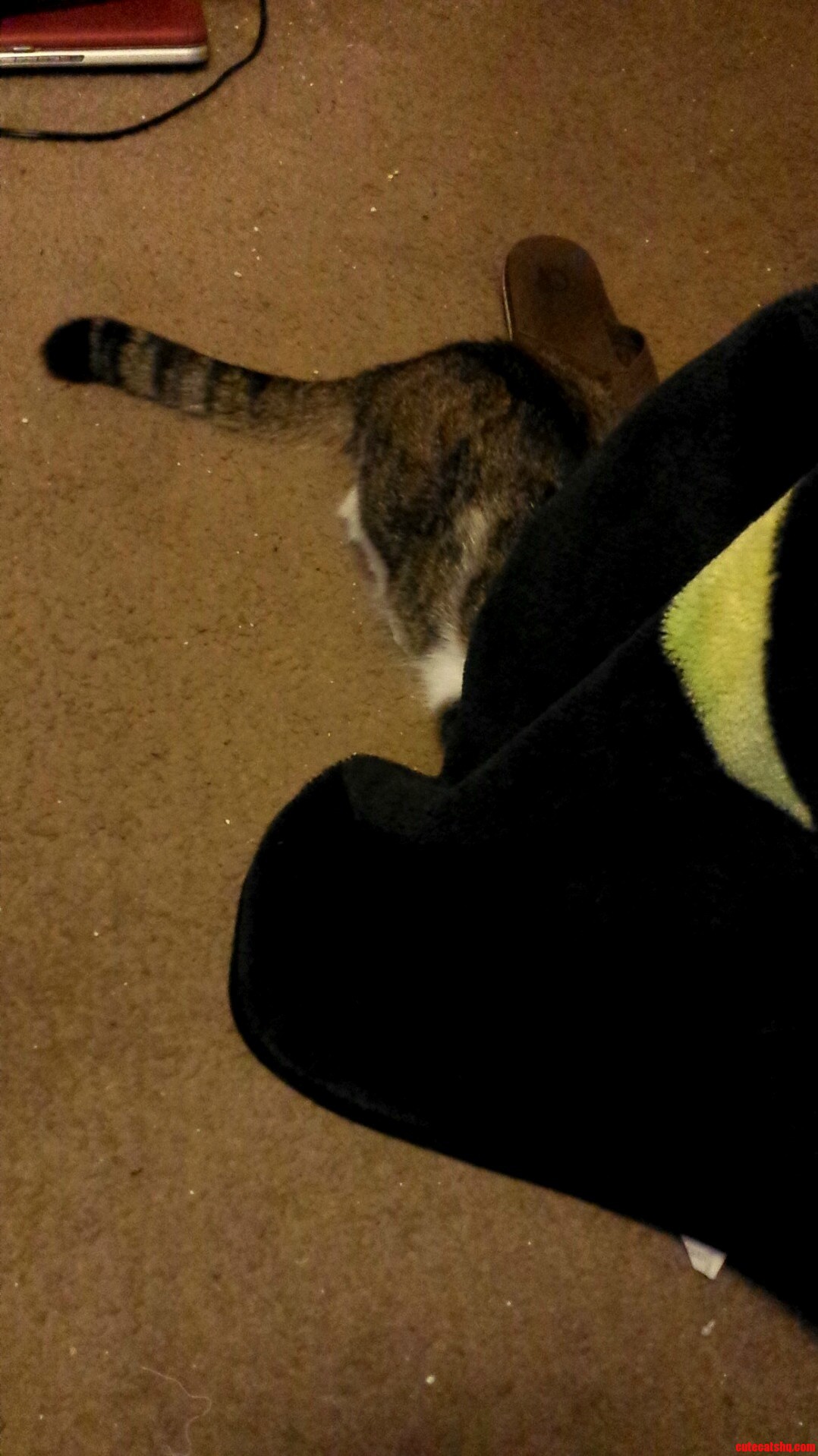 Gizmos Hiding Spot Before He Pounces at Me and Runs Away.