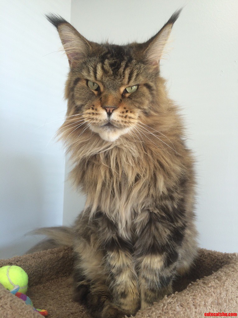 Gorgeous Maine Coon That Lives at My Vet Office.