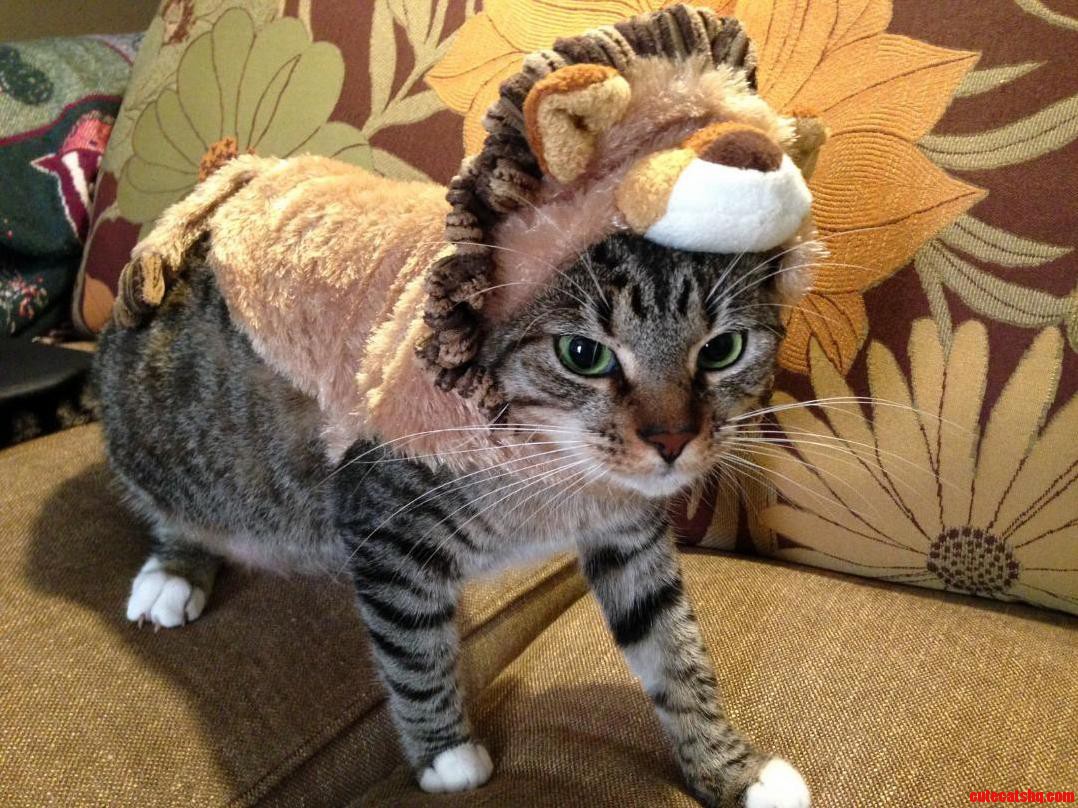 Graytons Halloween Costume