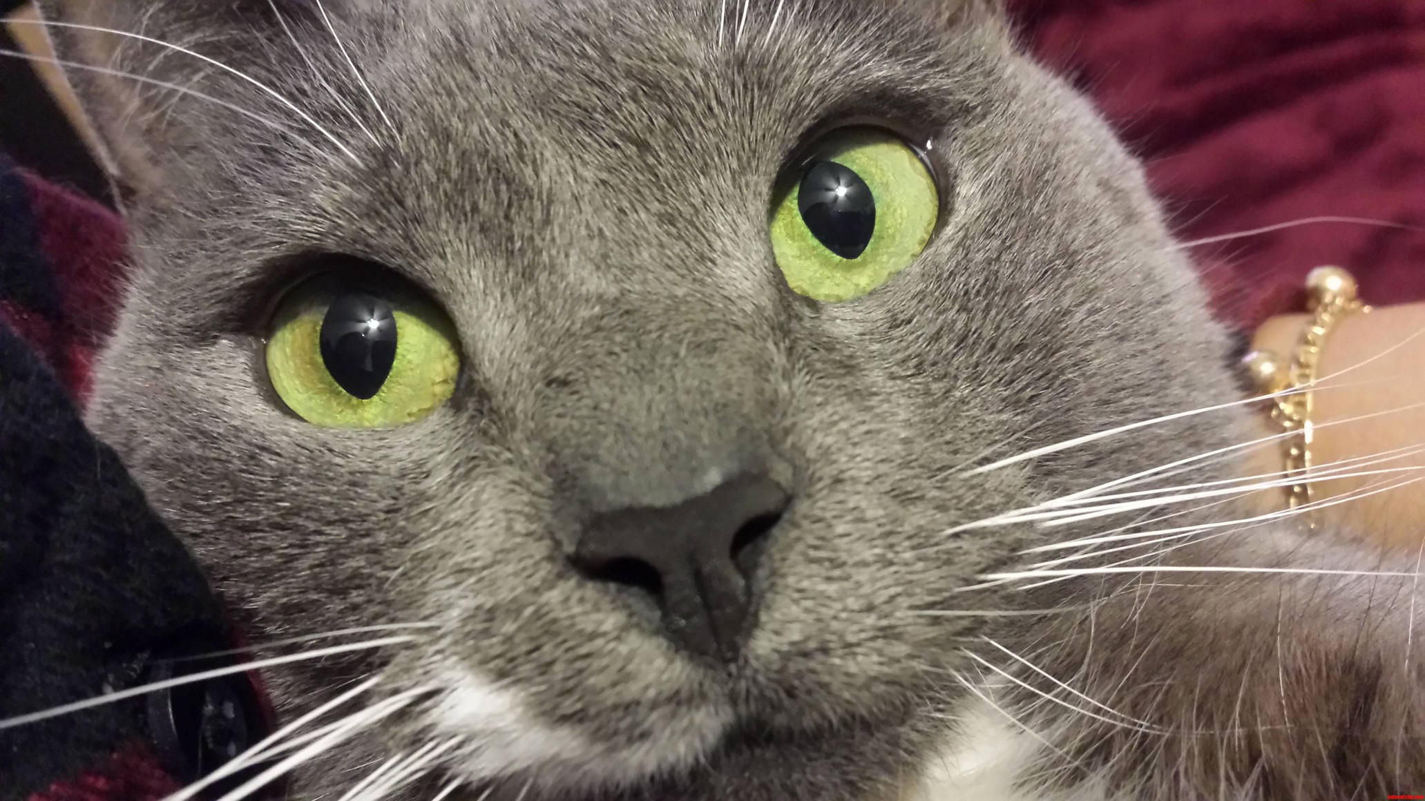 Green-eyed Girl