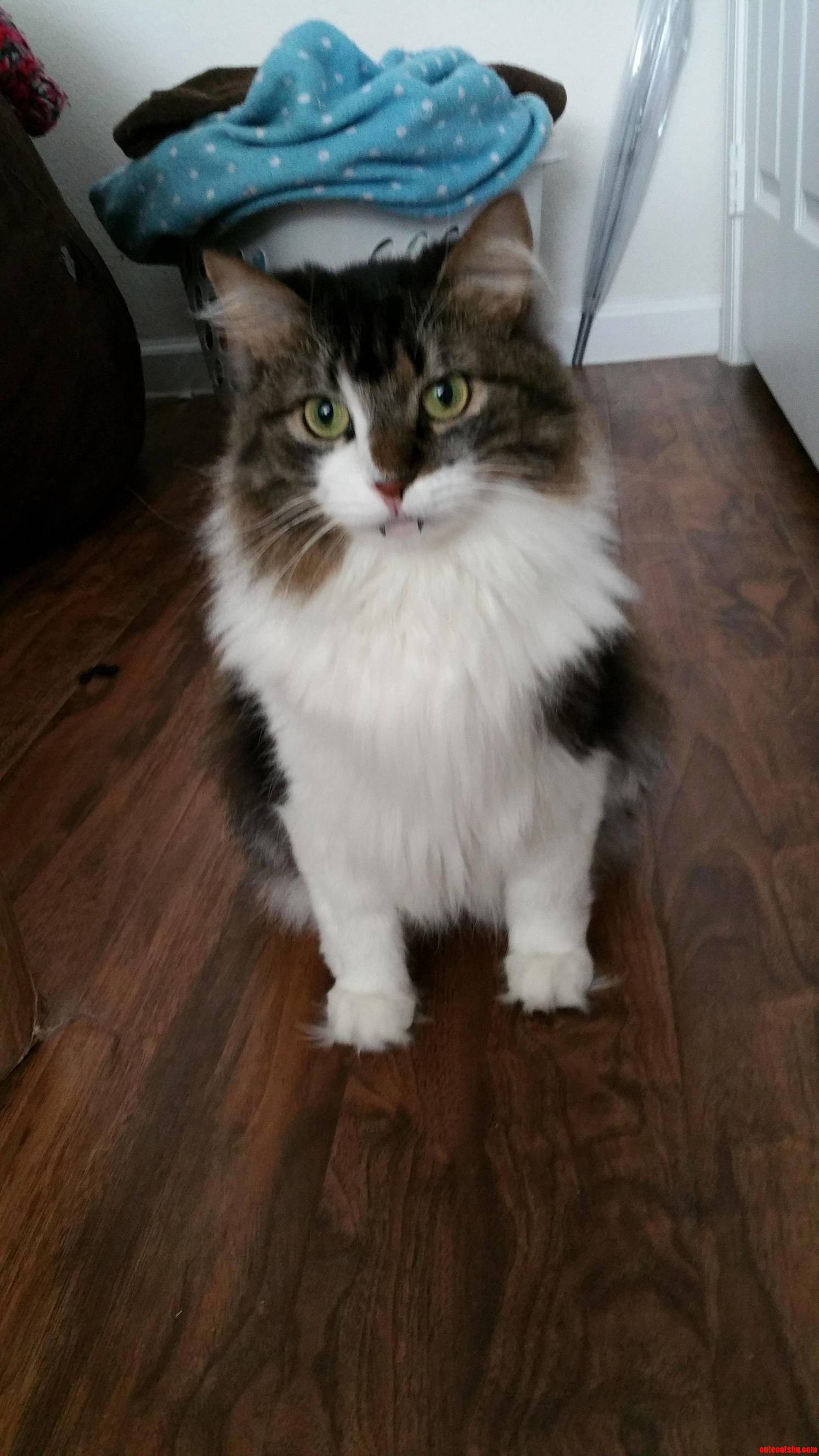 Guess My Cat Is Still Missing Halloween
