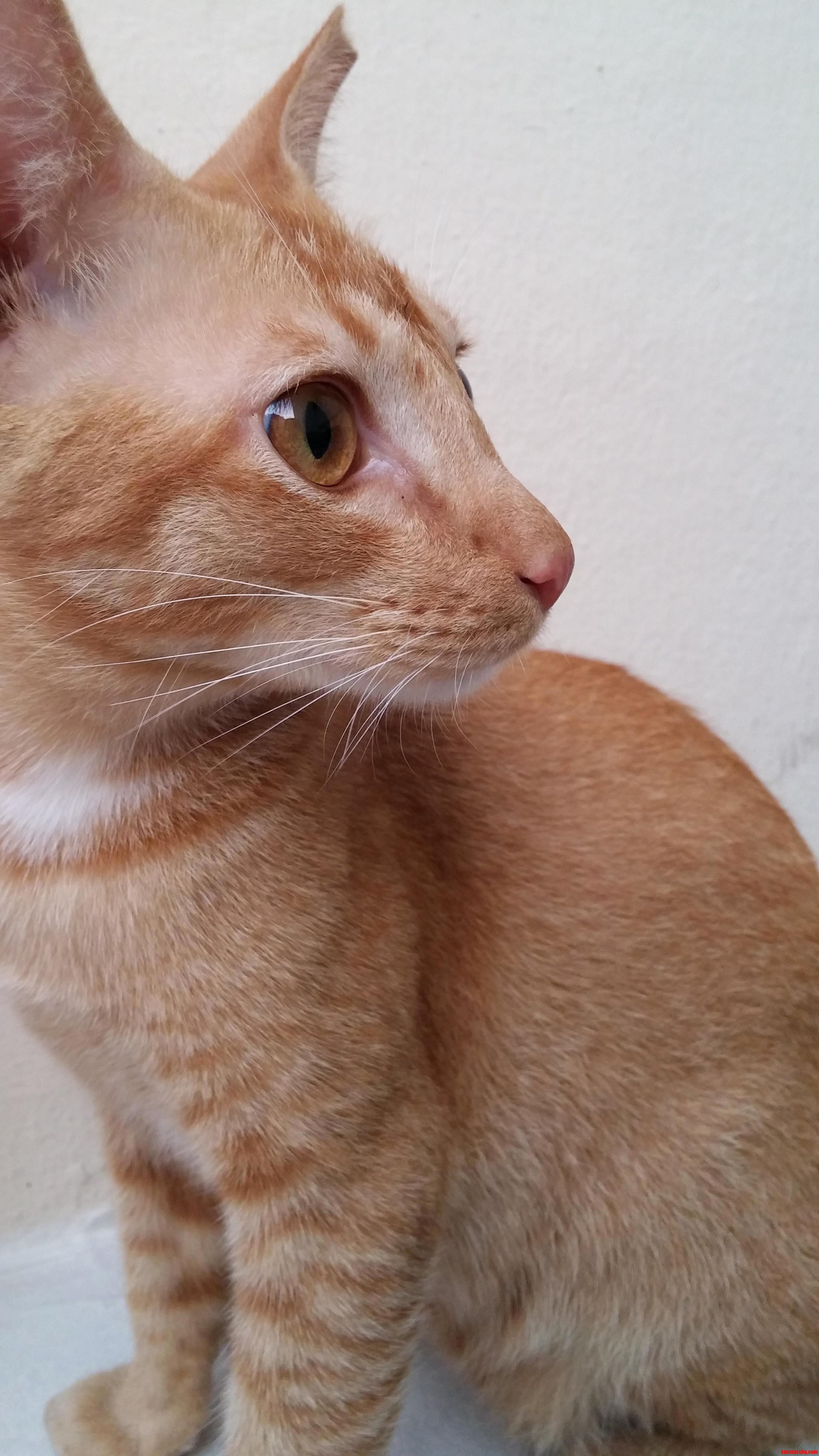 Handsome Tabby.
