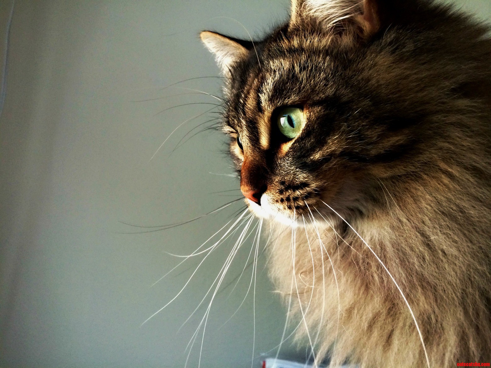 Hannibal Looks Pretty Majestic for a Cat That Habitually Runs Into Walls.