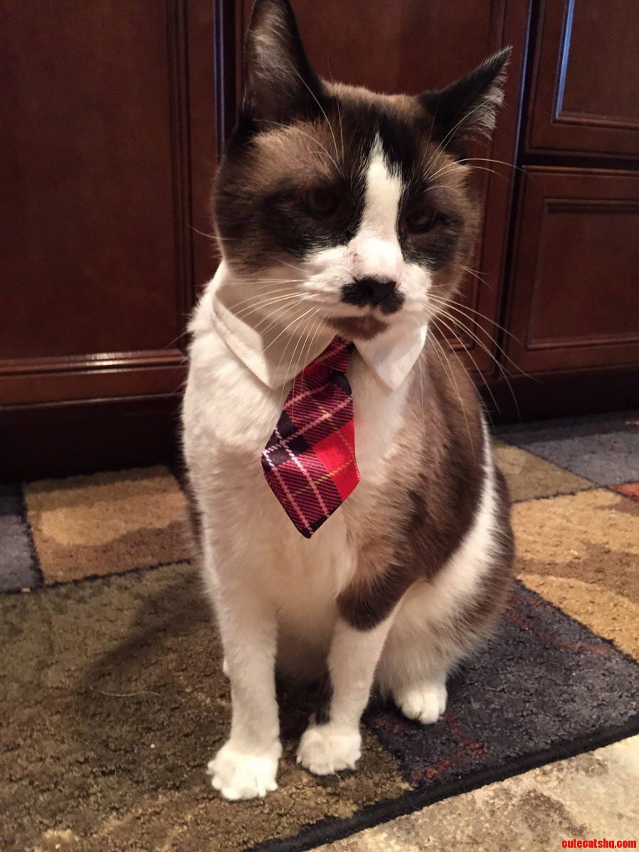 Happy Cat Day