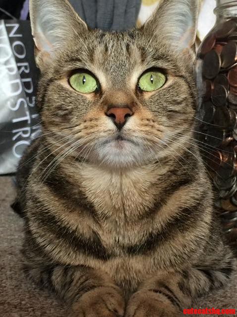 Happy National Cat Day Heres My Gorgeous Girl Luna