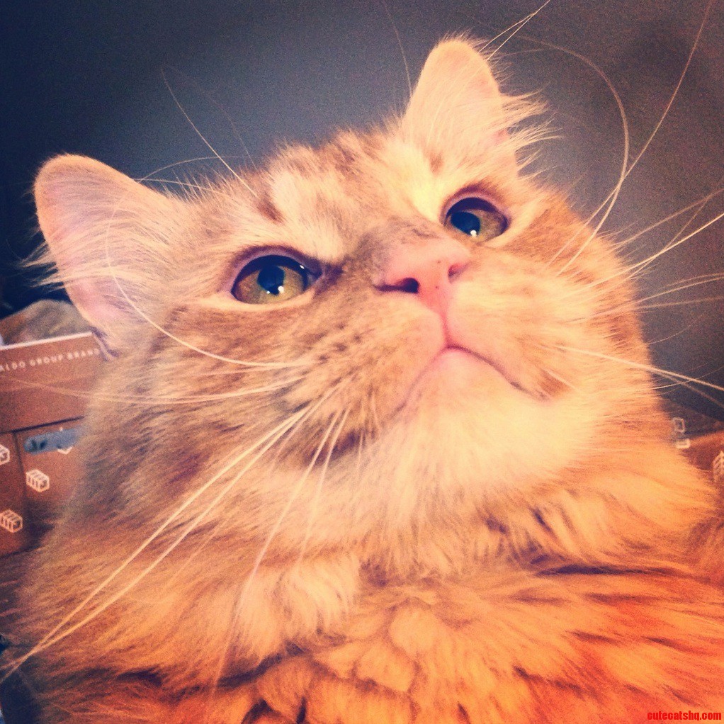 Harrison Ford the Cat