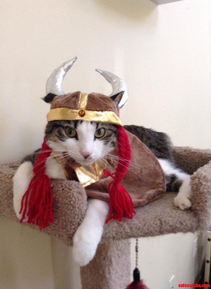 Harvey the Viking Warrior Will Put Up with His Humans Antics for Yummy Treats