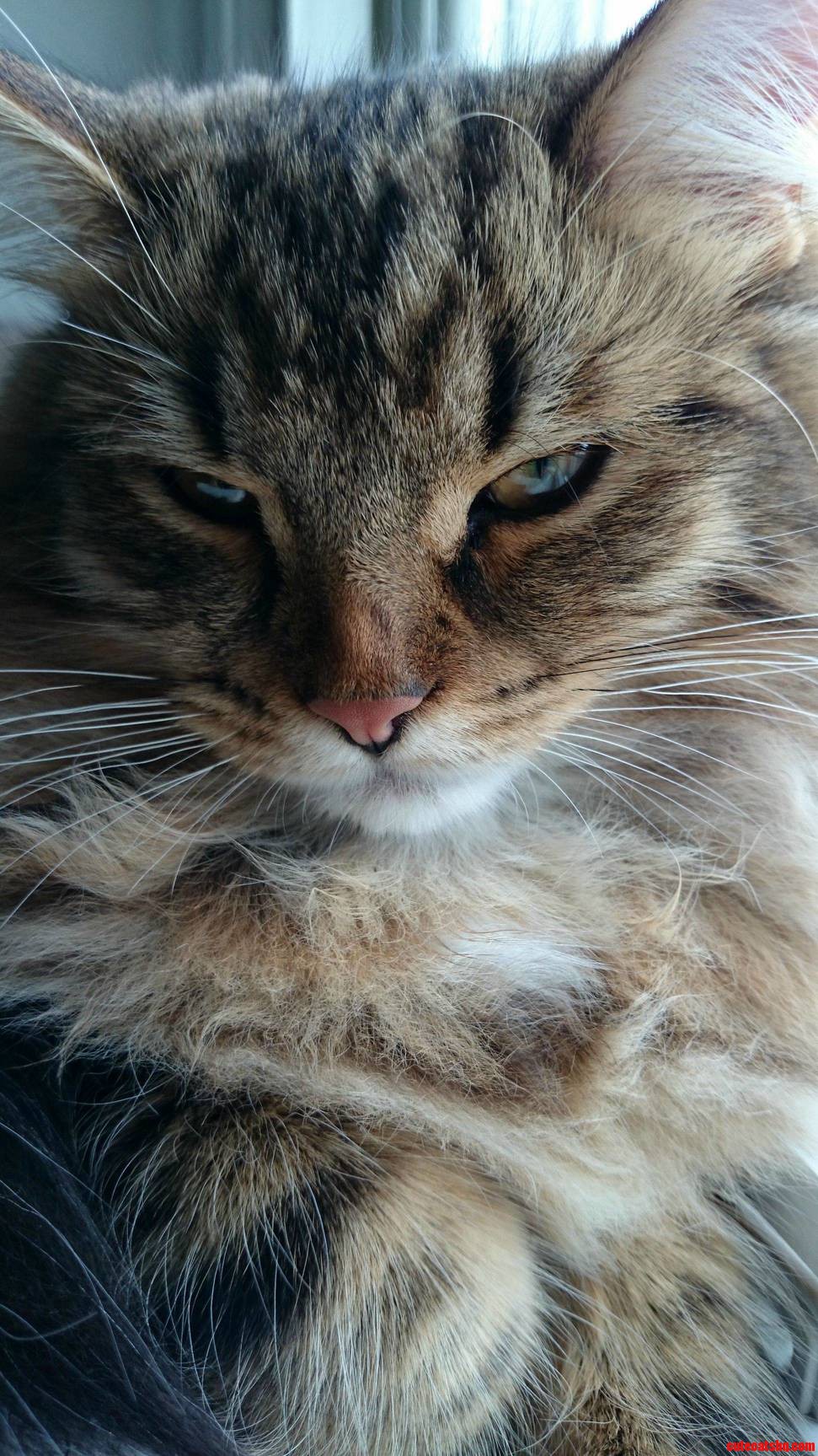 He Didnt Appreciate Having His Nap Interrupted for a Picture