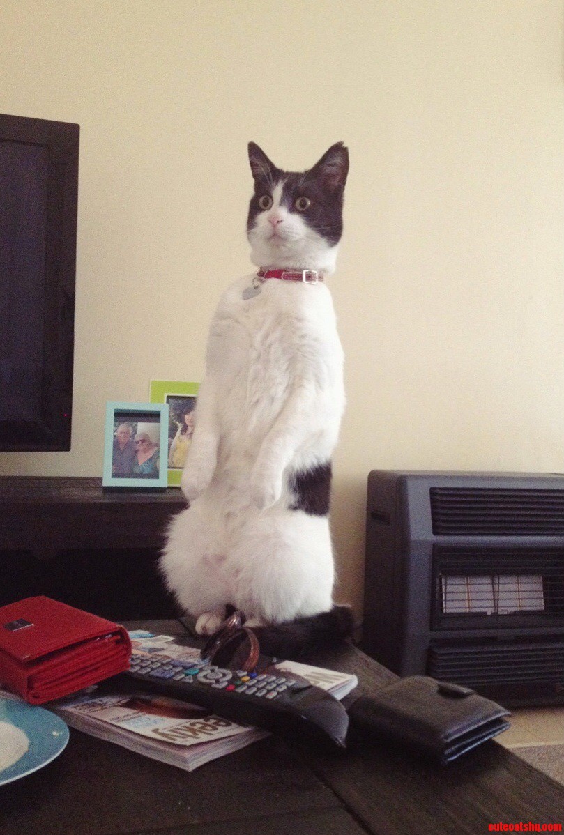 He Saw Another Cat at the Window...