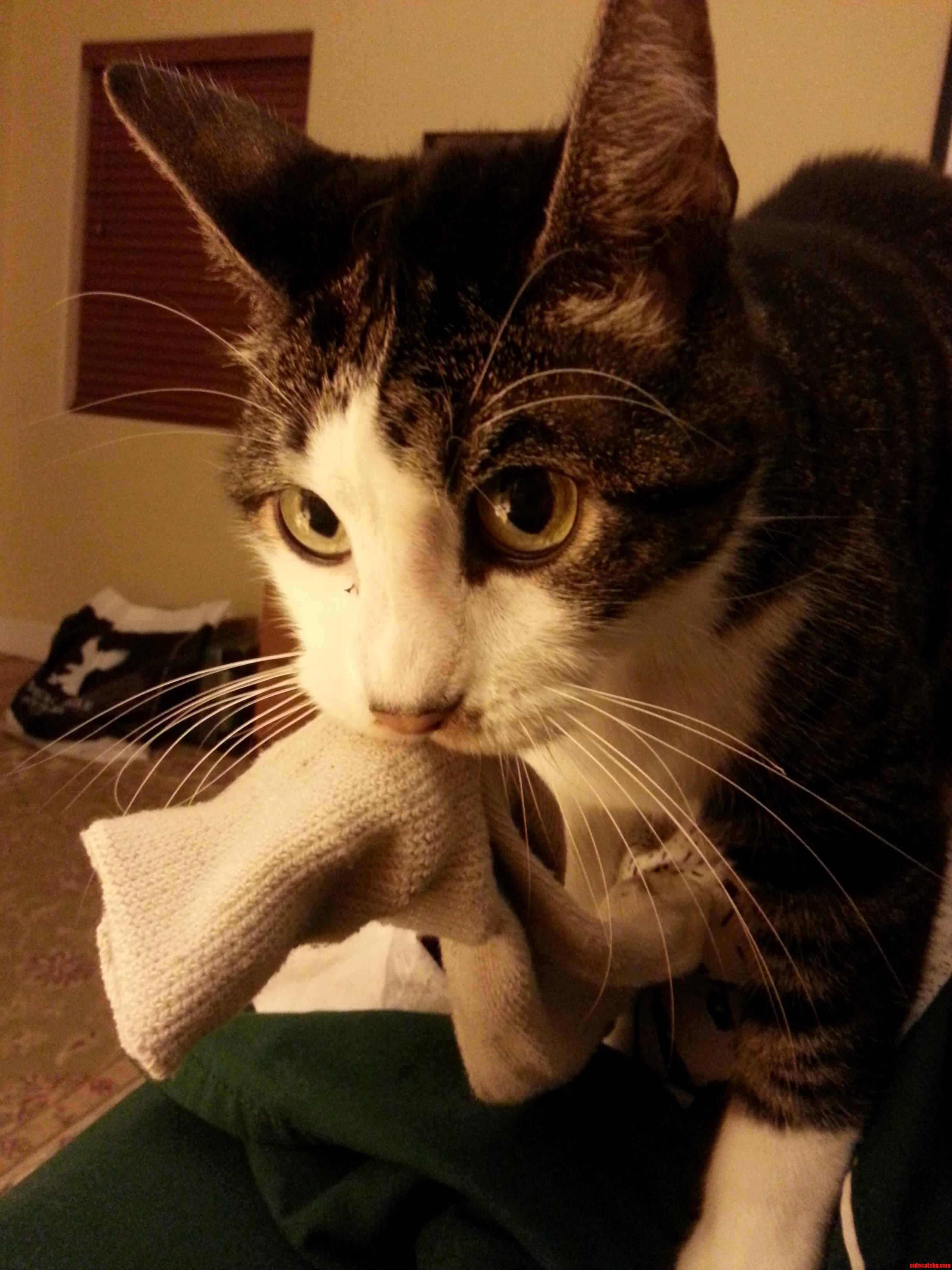 He Woke Me Up in the Middle of the Night with My Sock in His Mouth Wanting to Play His Favorite Game with Me. All I Got Out of It Was This Cute Picture