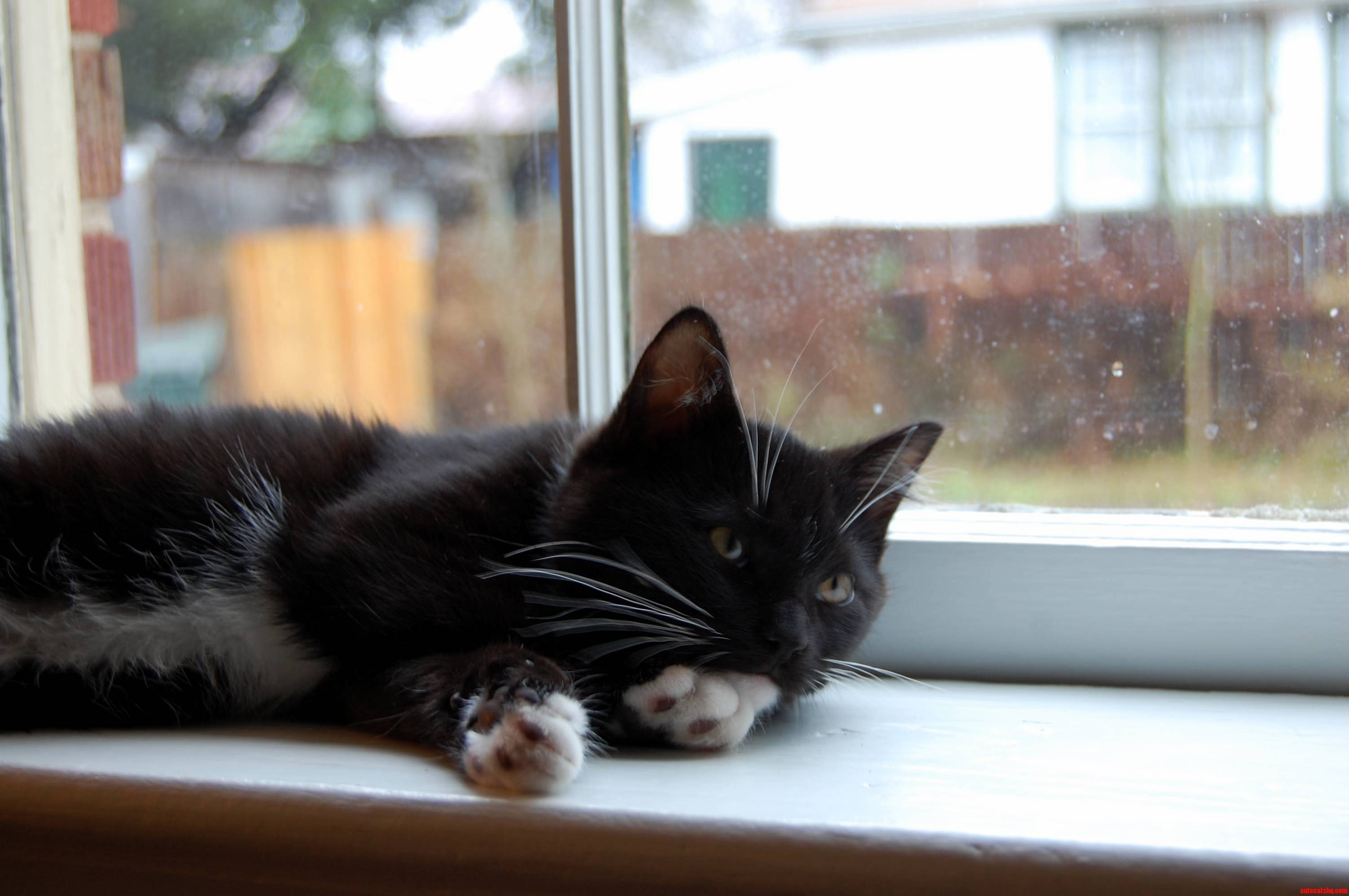 Help Can I Ask About Cat Behavior Here I Have a Minor Problem That Is Getting Out of Control Quickly.