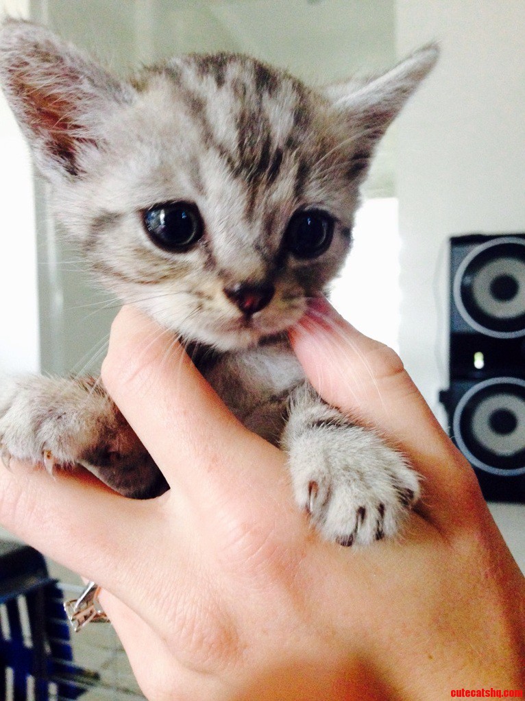 Help Me Name Him