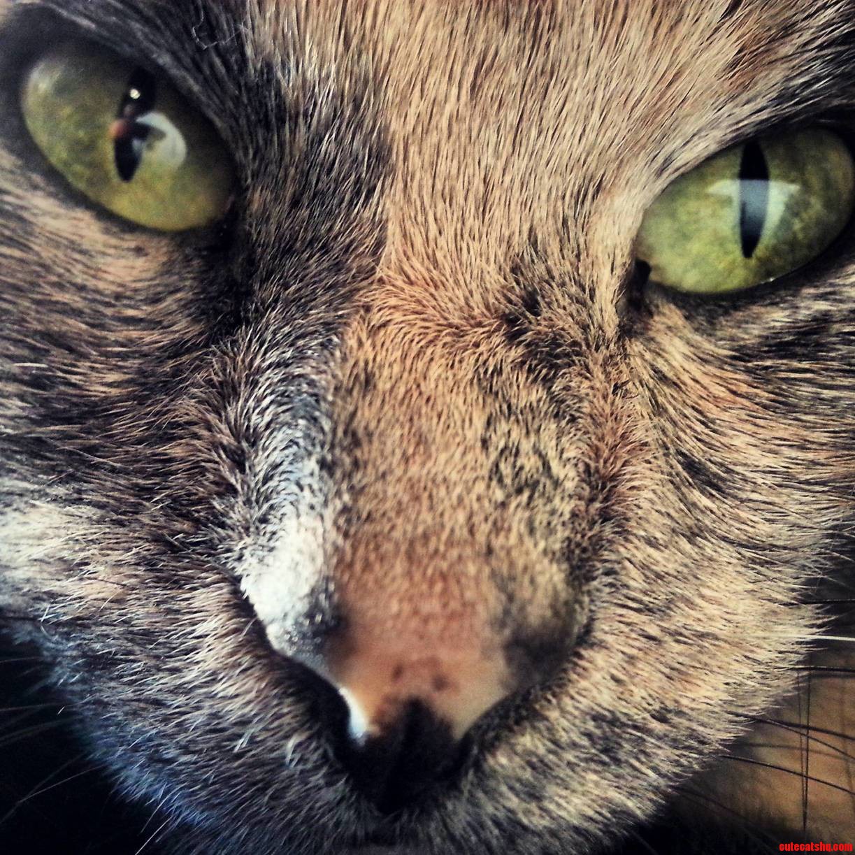 Her Name Is Sophie and She Is a True One of a Kind