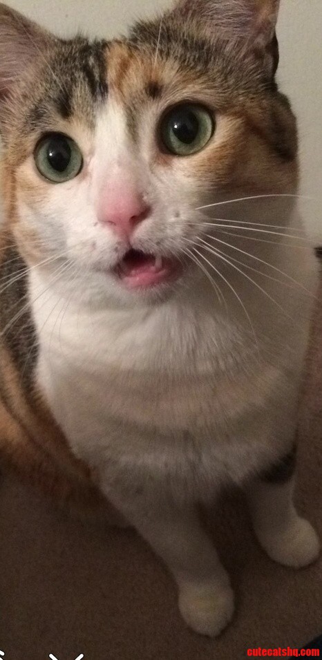 Heres My Beauty Happy National Cat Day